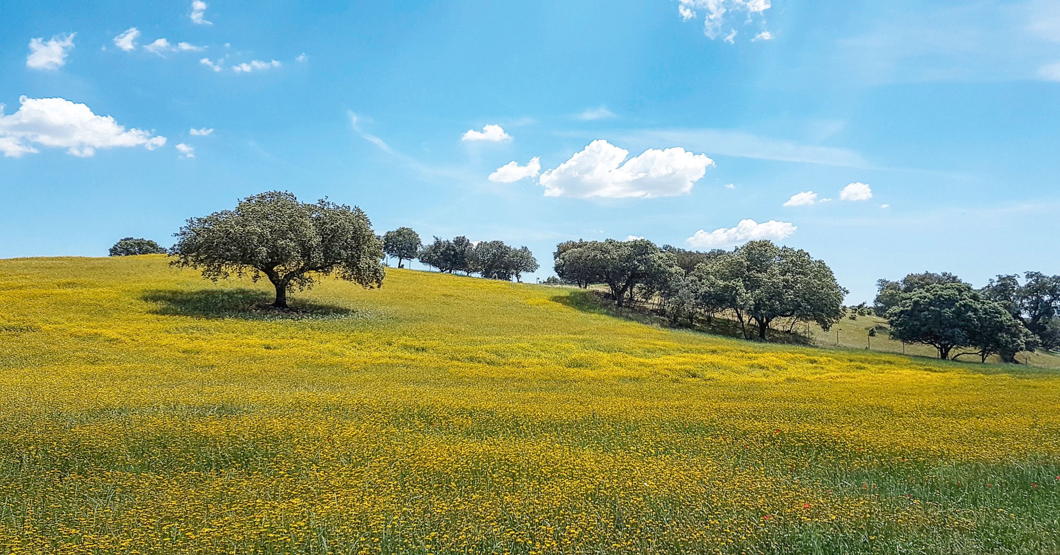 Korkeichen Landschaft Alentejo