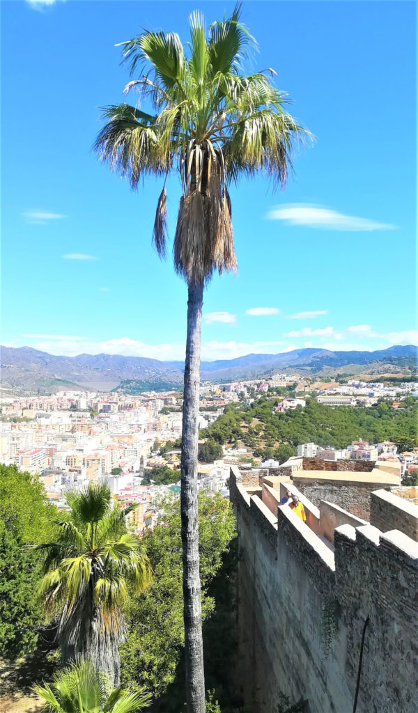 Ausblick über die Stadt vom Castillo de Gibralfaro