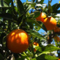Spanien Valencia Orangen