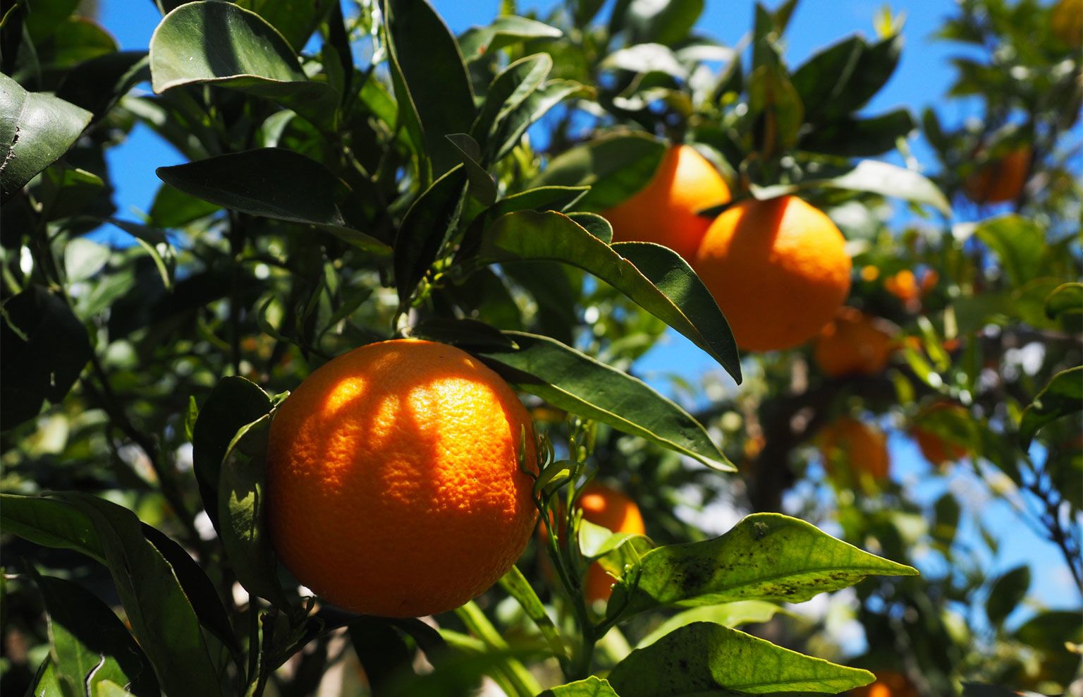 Spanien Valencia Orangen