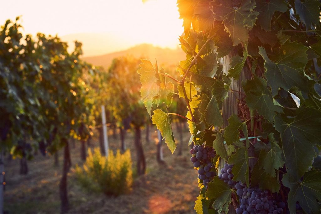 Italien Weinreben: Ligurien