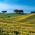 Landschaft Alentejo Frühling