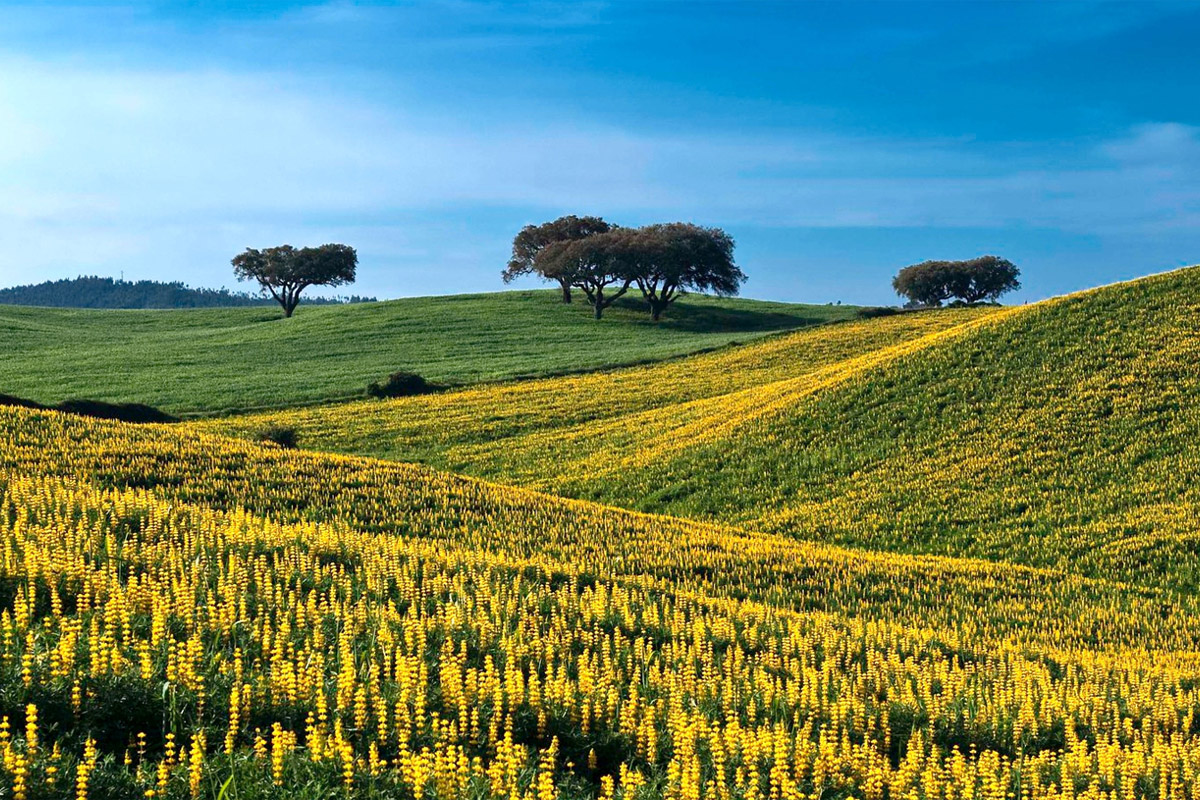 Landschaft Alentejo Frühling