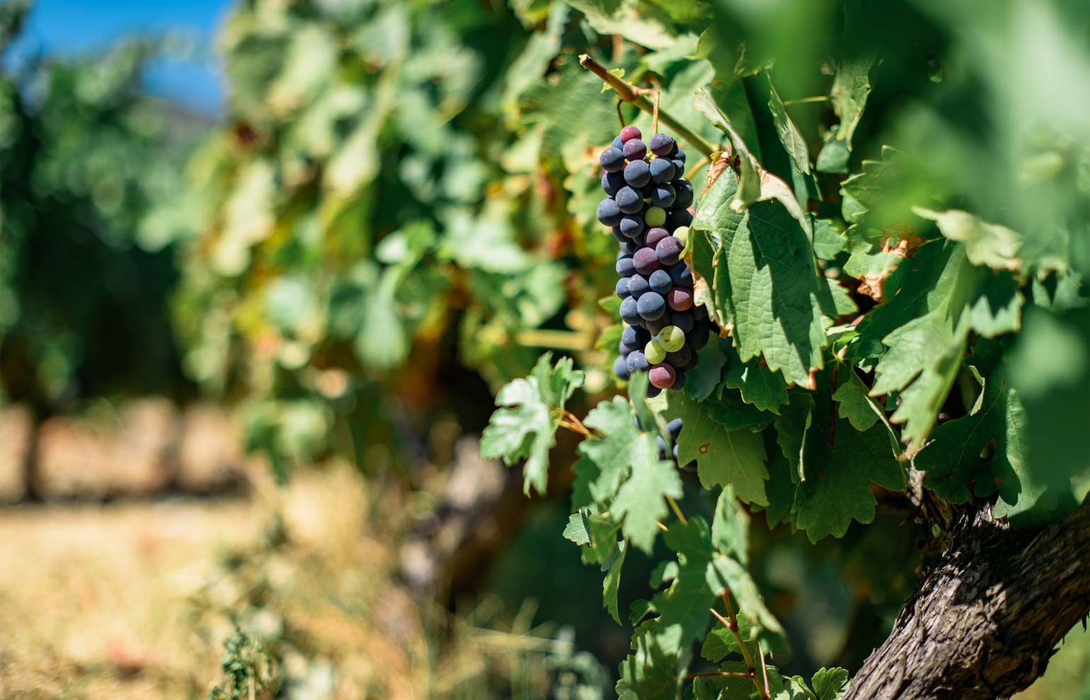 Weinwanderweg Palmela