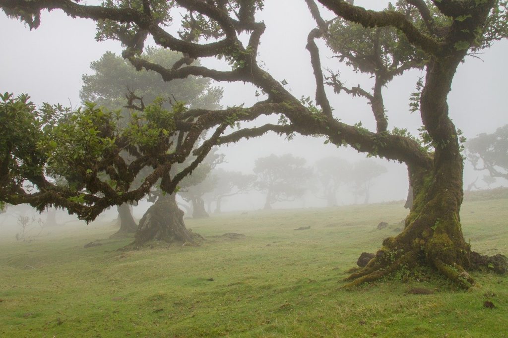 Lorbeerwald Madeira