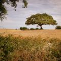 Alentejo Landschaft