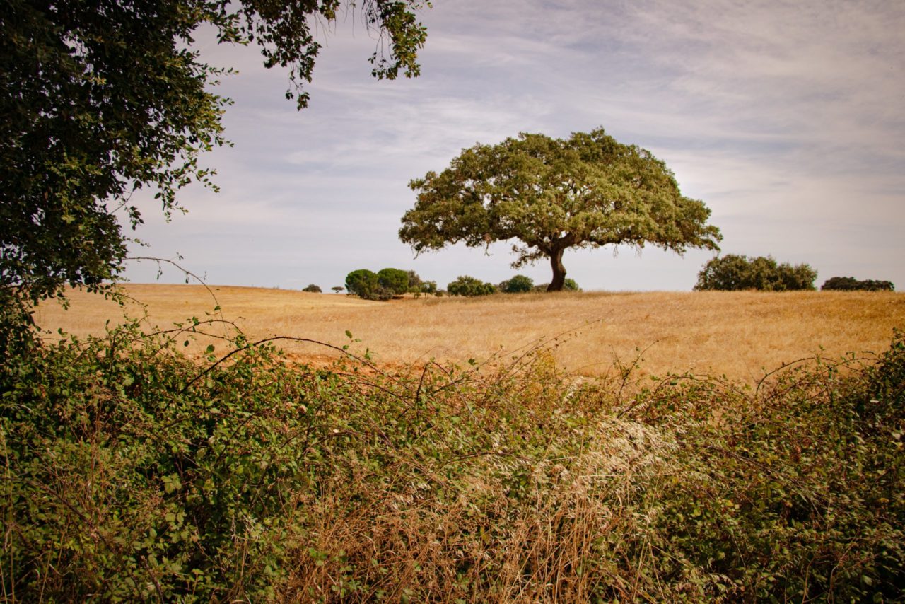 Alentejo Landschaft