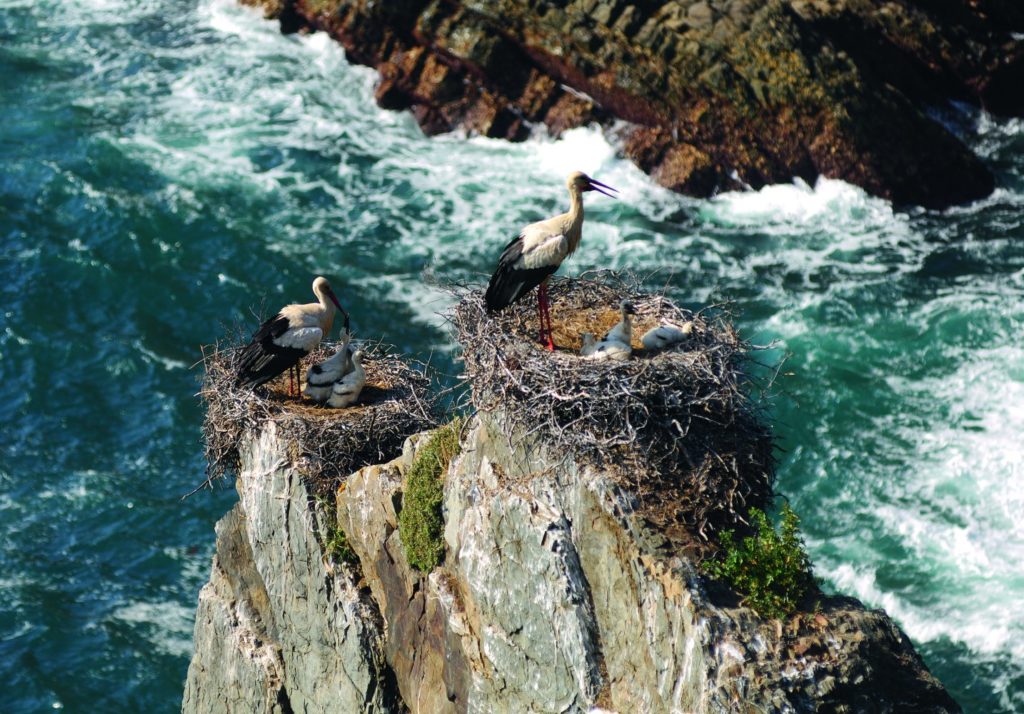 Cabo Sardao Storchennest