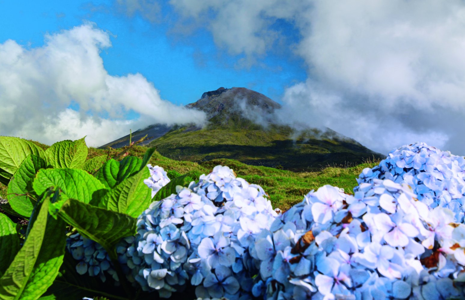 Portugal Azoren Pico Hortensie