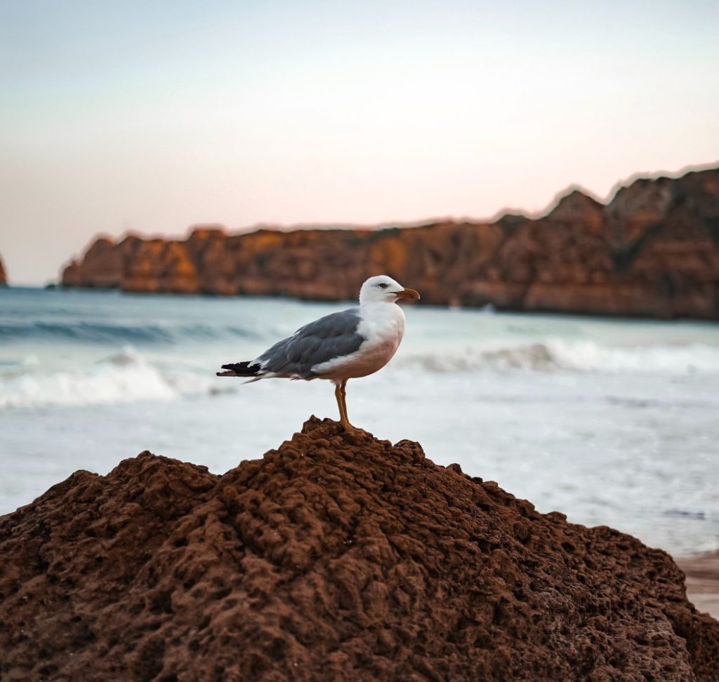 Lagos Strand Möwe