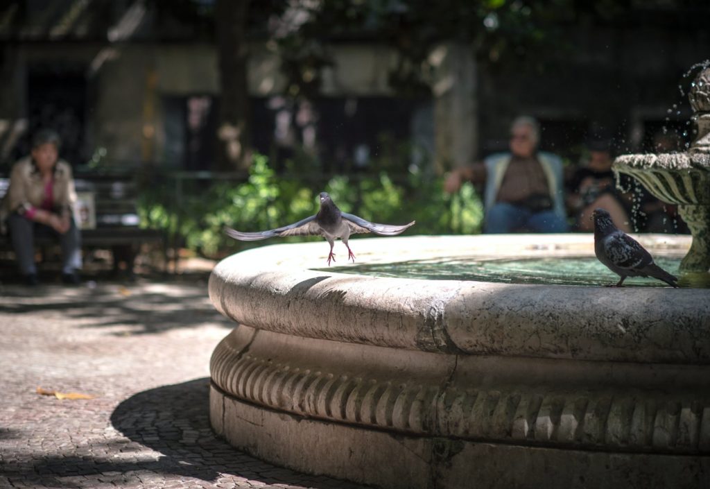 Wasserbrunnen Tauben Lissabon