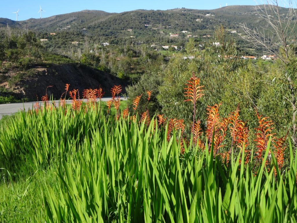 Serra de Monchique