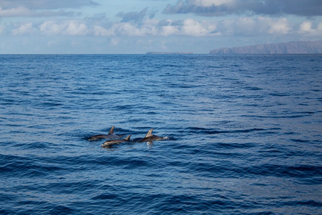 Delfine im offenen Meer