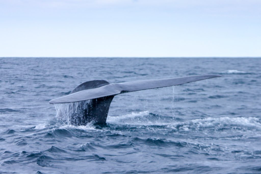 Ein Wal taucht im Meer ab