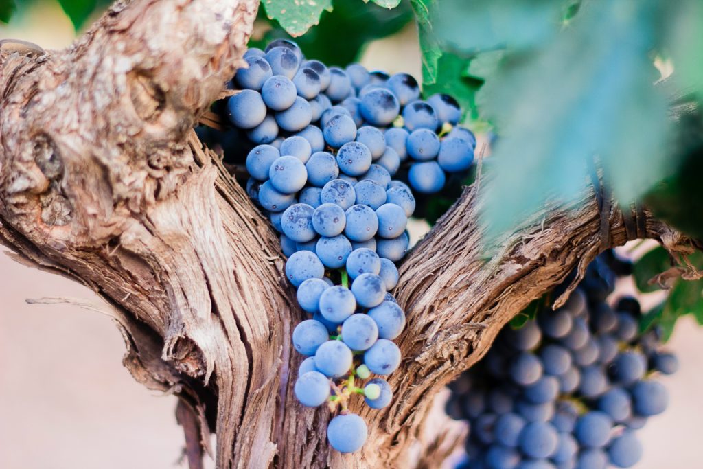 Weinreben auf Madeira