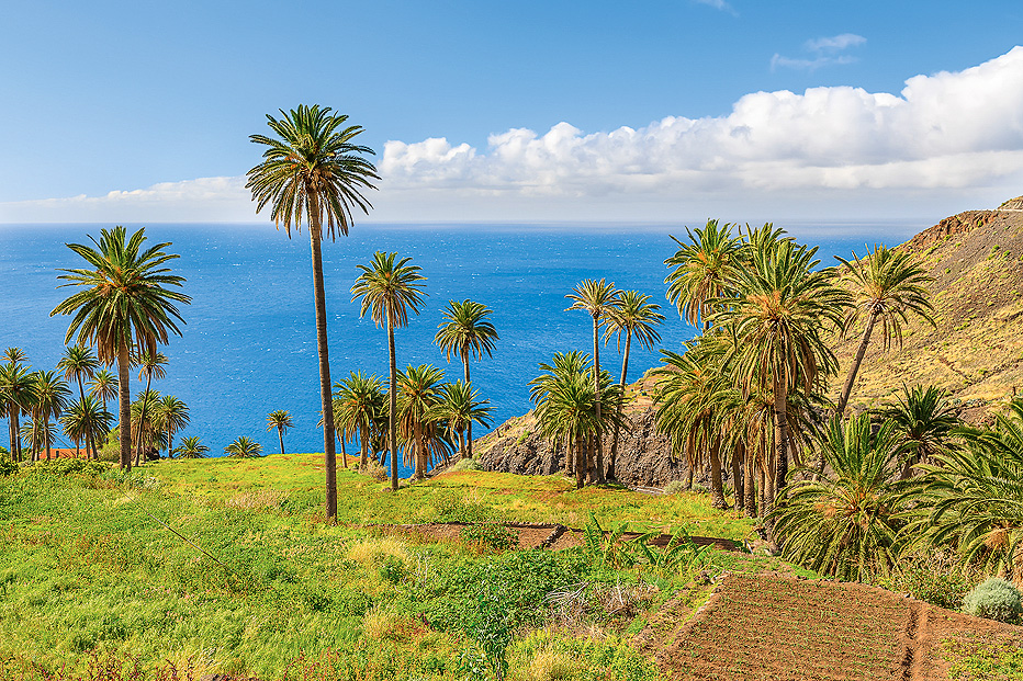 Wiese mit Plamen und Blick auf das Meer
