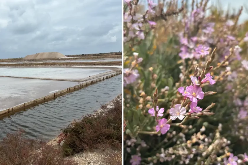 Salinen an der Algarve