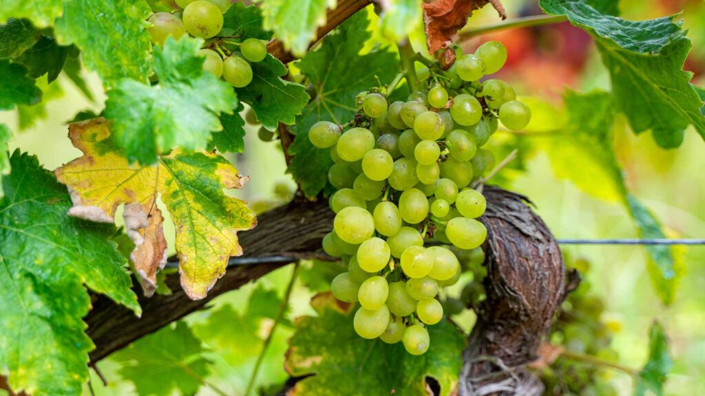 Madeira Weinlese-Fest Bild: Filipe Mendonca