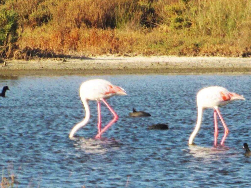 Flamingos in den Salinen von Castro Marim, eine Sehenswürdigkeit der Algarve © Algarve Tourism Bureau