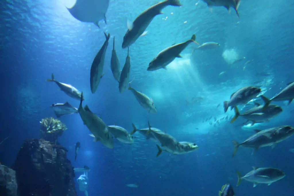 Oceanário de Lisboa (Aquarium), eine Top Sehenswürdigkeit in Lissabon
