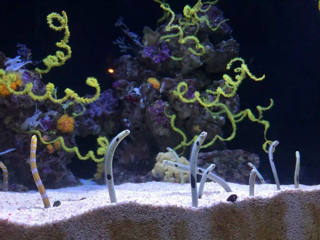 Oceanário de Lisboa (Aquarium), eine Top Sehenswürdigkeit in Lissabon
