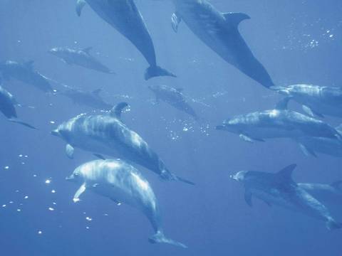 Delfine vor den Azoren, Portugal