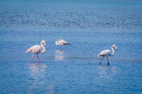 Flamingos vor Peloponnes, Griechenland