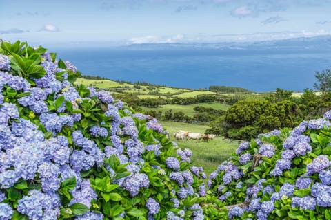 Pico, Azoren, Portugal