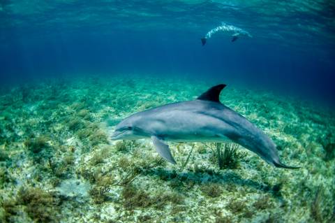 Delfin, Sao Miguel