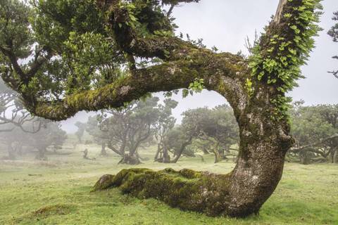 Loorbeerwald auf Madeira, Portugal