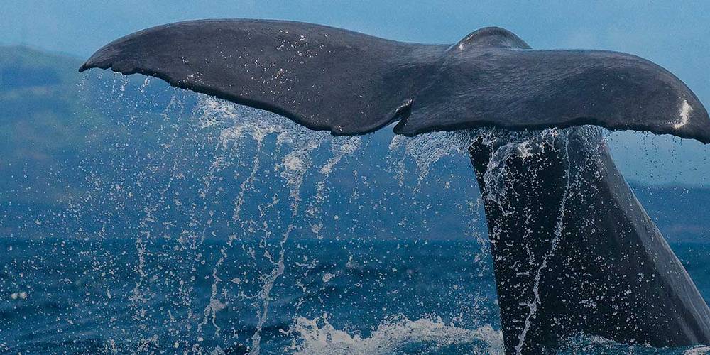 Walflosse im Meer vor den Azoren
