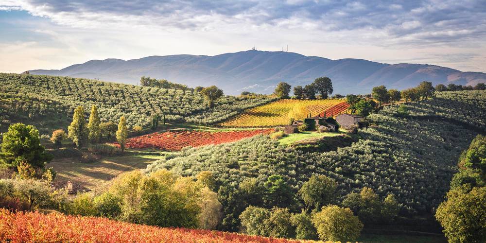 Bunt blühende Felder umgeben von Bäumen und Sträuchern in Umbrien Italien