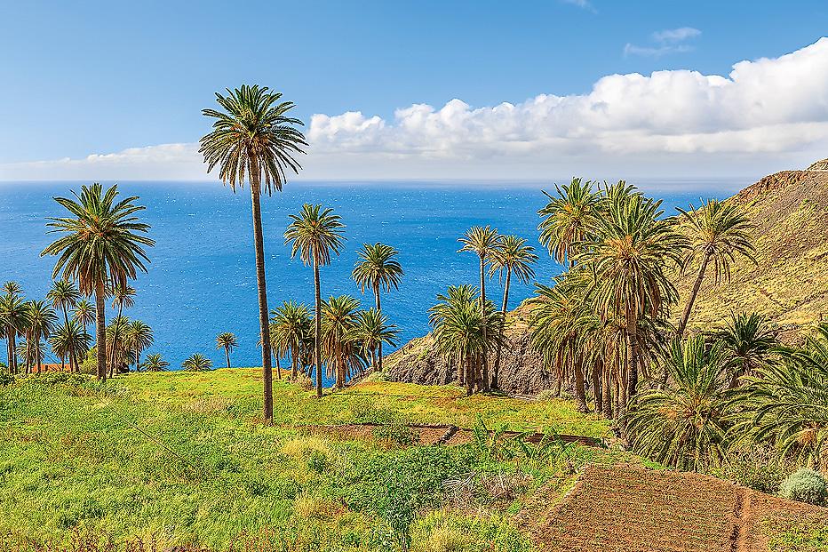 Palmenlandschaft La Gomera