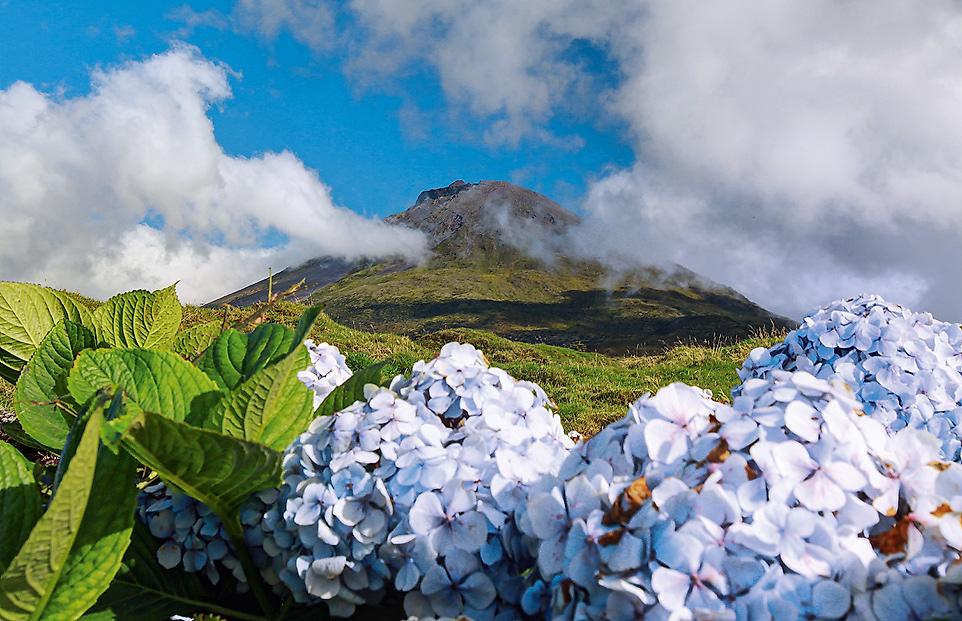 Hortensien vor Pico