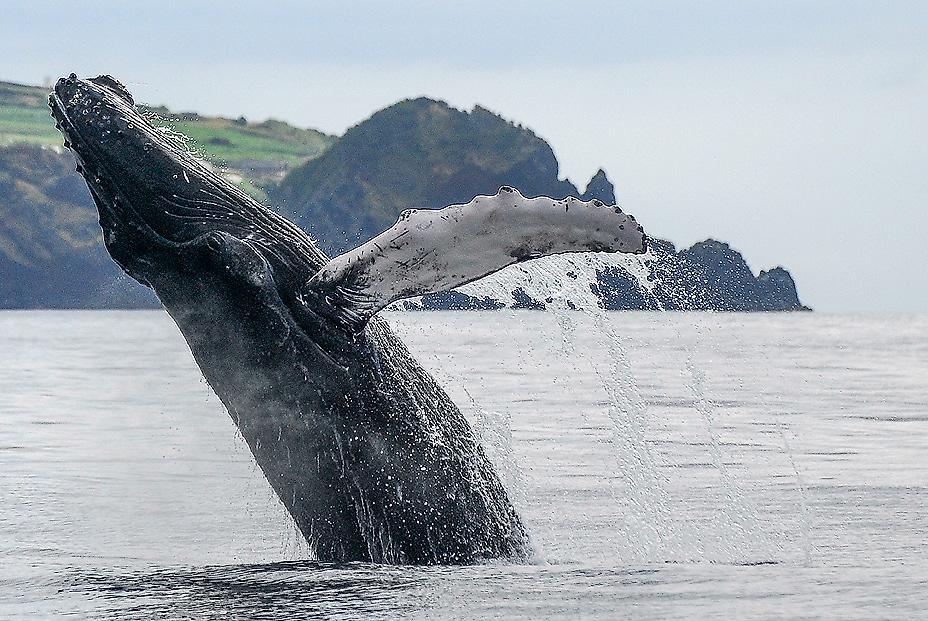 Wale und Delfine hautnah erleben auf São Miguel & Pico (mit Mietwagen)