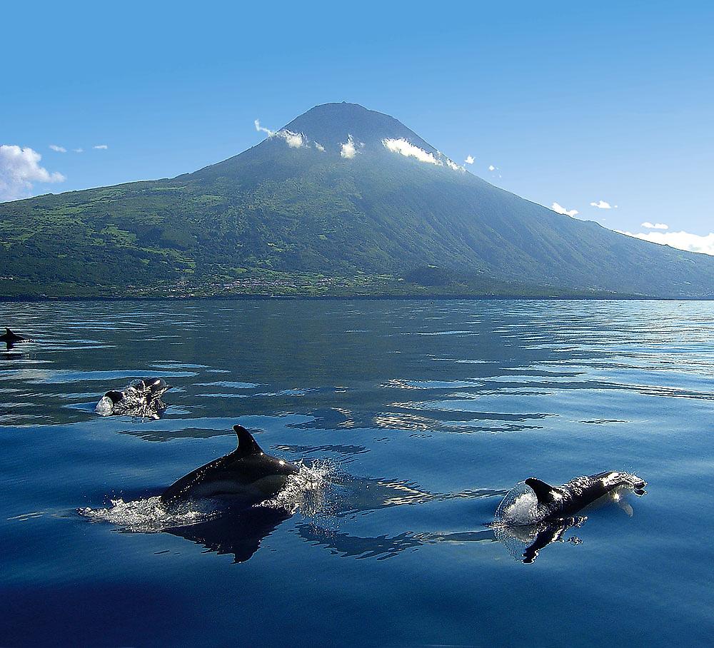 Wale und Delfine hautnah erleben auf São Miguel & Pico (mit Mietwagen) 2