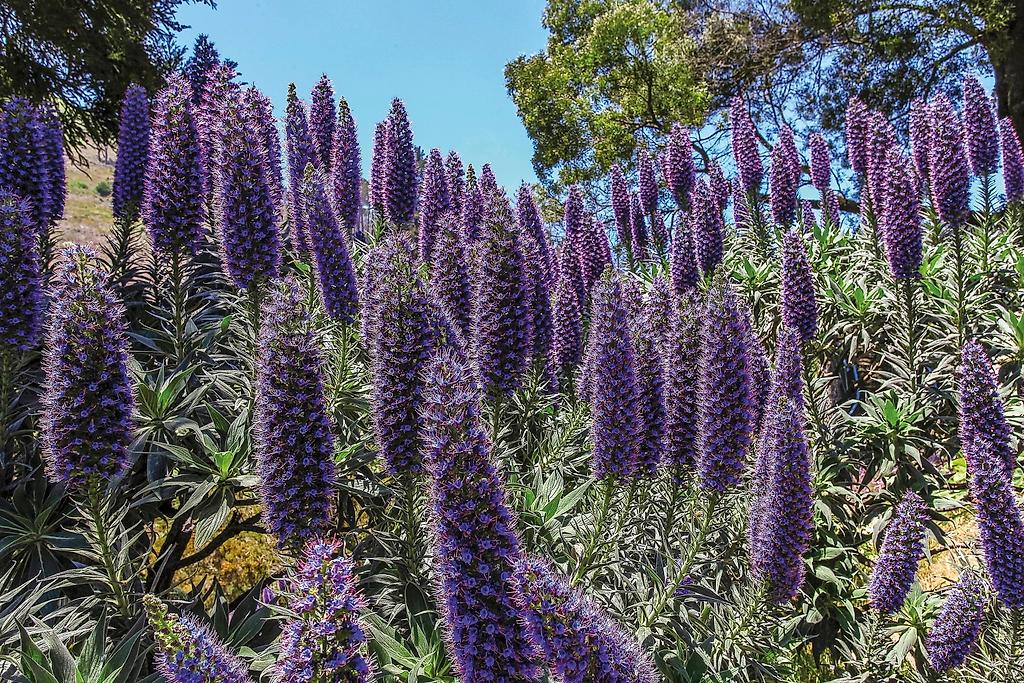 Inselzauber Madeira: Entspannte Tage zwischen Natur & Kultur 2