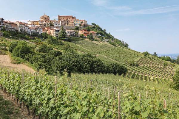 Weinberg im Piemont mit einem Dorf auf dem Berg 