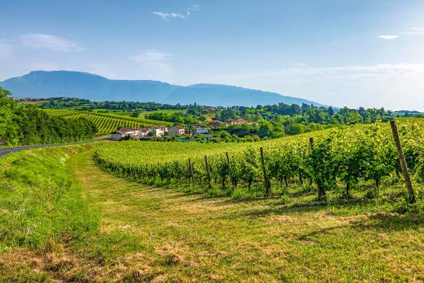 saftiggrüne Weinberge mit Bergen im Hintergrund in Venetien