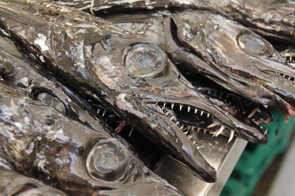 Degenfisch Espada auf Madeira, Portugal