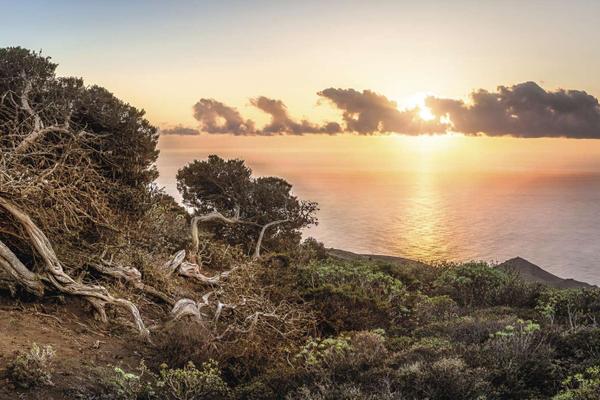 Sonnenuntergang El Hierro Sonnenuntergang am Meer mit Baum in El Hierro