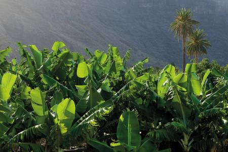 Hotel Playa Calera, Resort/Hotelanlage
