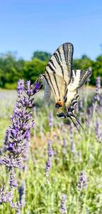 Podere Campalfi, sonstige