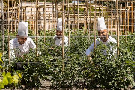 Botania Relais & Spa, Hoteleigener Biogarten, in dem frisches Gemüse für die Restaurantküche wächst.