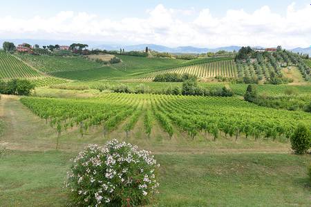 Azienda Agricola Musignano, Weinanbau