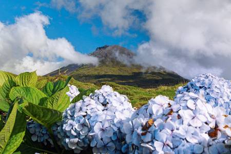 Hortensien vor Pico