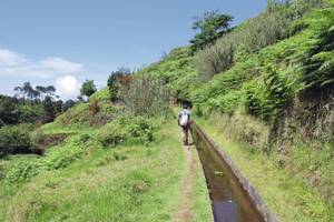 Wanderer an Levada an grüner Wiese und Sträuchern auf Madeira
