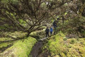 Wanderung Azoren Bäume Holzpfad
