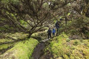 Wanderweg auf den Azoren