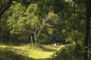 Wanderer auf grüner Wiese gesäumt von Bäumen Madeira